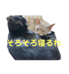 うちのネコちゃん (1)（個別スタンプ：2）