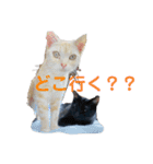 うちのネコちゃん (1)（個別スタンプ：3）