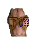 うちのネコちゃん (1)（個別スタンプ：4）