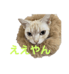 うちのネコちゃん (1)（個別スタンプ：10）