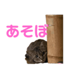 うちのネコちゃん (1)（個別スタンプ：12）