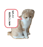 ミラたんスコスタンプ 3（個別スタンプ：8）