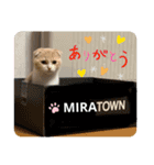 ミラたんスコスタンプ 3（個別スタンプ：16）