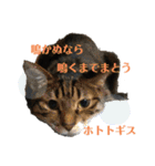 にゃんとも名言格言（個別スタンプ：2）