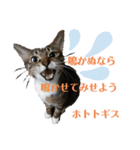 にゃんとも名言格言（個別スタンプ：3）
