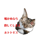 にゃんとも名言格言（個別スタンプ：4）