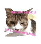 にゃんとも名言格言（個別スタンプ：6）