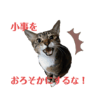にゃんとも名言格言（個別スタンプ：10）