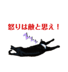 にゃんとも名言格言（個別スタンプ：12）