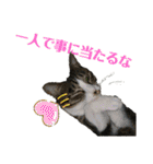 にゃんとも名言格言（個別スタンプ：13）