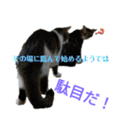 にゃんとも名言格言（個別スタンプ：16）