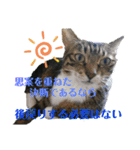 にゃんとも名言格言（個別スタンプ：18）