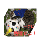 にゃんとも名言格言（個別スタンプ：21）