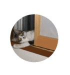 にゃんとも名言格言（個別スタンプ：24）