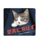 にゃんとも名言格言（個別スタンプ：26）