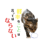 にゃんとも名言格言（個別スタンプ：27）