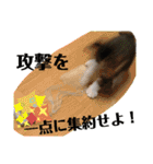 にゃんとも名言格言（個別スタンプ：28）