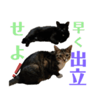 にゃんとも名言格言（個別スタンプ：29）