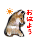 よね犬 vol.1（個別スタンプ：1）
