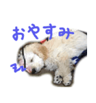 よね犬 vol.1（個別スタンプ：2）