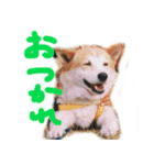 よね犬 vol.1（個別スタンプ：4）