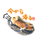よね犬 vol.1（個別スタンプ：5）