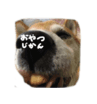 よね犬 vol.1（個別スタンプ：6）