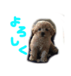 よね犬 vol.1（個別スタンプ：7）