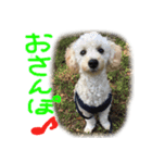 よね犬 vol.1（個別スタンプ：8）