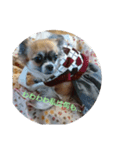 犬ぐんだんココ（個別スタンプ：1）