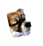 犬ぐんだんココ（個別スタンプ：2）