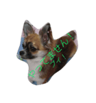 犬ぐんだんココ（個別スタンプ：3）