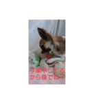 犬ぐんだんココ（個別スタンプ：4）