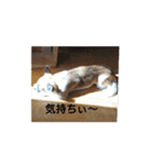 犬ぐんだんココ（個別スタンプ：5）