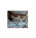 犬ぐんだんココ（個別スタンプ：6）