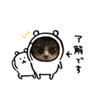 モコとちゃん（個別スタンプ：1）