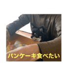 チワワのうみ 1（個別スタンプ：7）