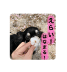 チワワのうみ 1（個別スタンプ：8）