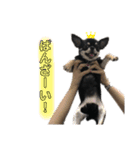 チワワのうみ 1（個別スタンプ：24）