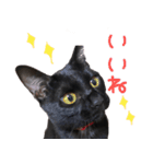 黒猫のcoco（個別スタンプ：1）