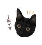 黒猫のcoco（個別スタンプ：3）