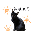 黒猫のcoco（個別スタンプ：6）