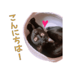 黒猫のcoco（個別スタンプ：7）