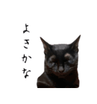 黒猫のcoco（個別スタンプ：9）