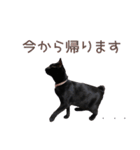 黒猫のcoco（個別スタンプ：12）