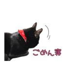 黒猫のcoco（個別スタンプ：15）