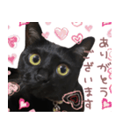黒猫のcoco（個別スタンプ：16）