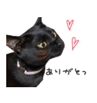 黒猫のcoco（個別スタンプ：17）