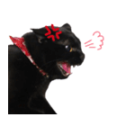 黒猫のcoco（個別スタンプ：18）