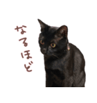 黒猫のcoco（個別スタンプ：19）